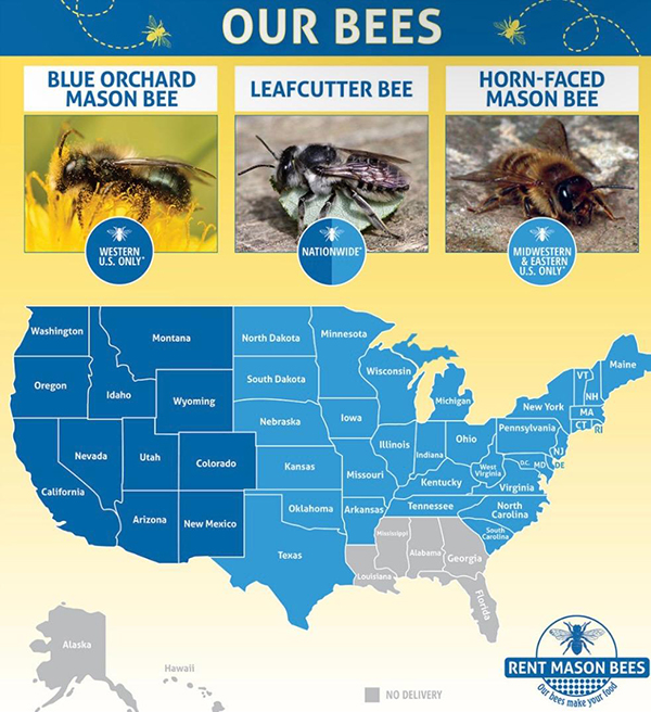 Mason Bees - The Essential Pollinators Mason Bees - The Essential Pollinators
